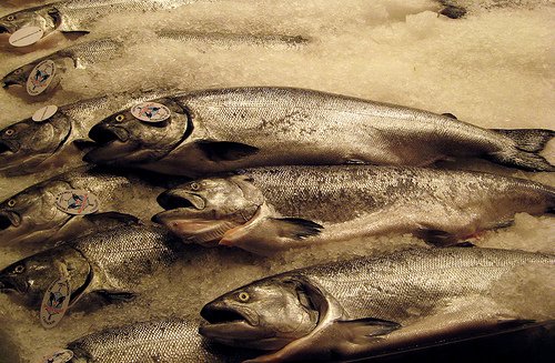 Reich an ungesättigten Fetten: fetter Seefisch wie Lachs