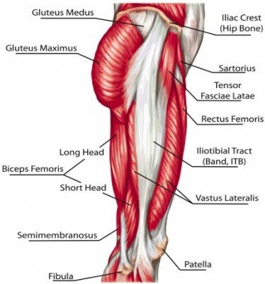 Hip Thrust Muskeln