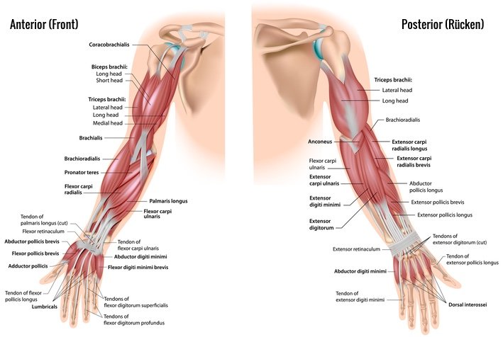 Armtraining