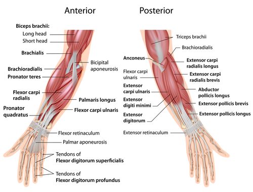 Armtraining