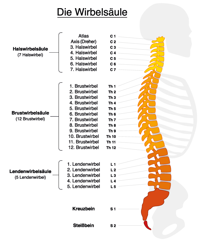 Bandscheibenvorfall Übungen