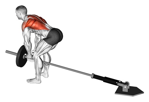 T-Bar Rudern mit der Langhantel
Startposition