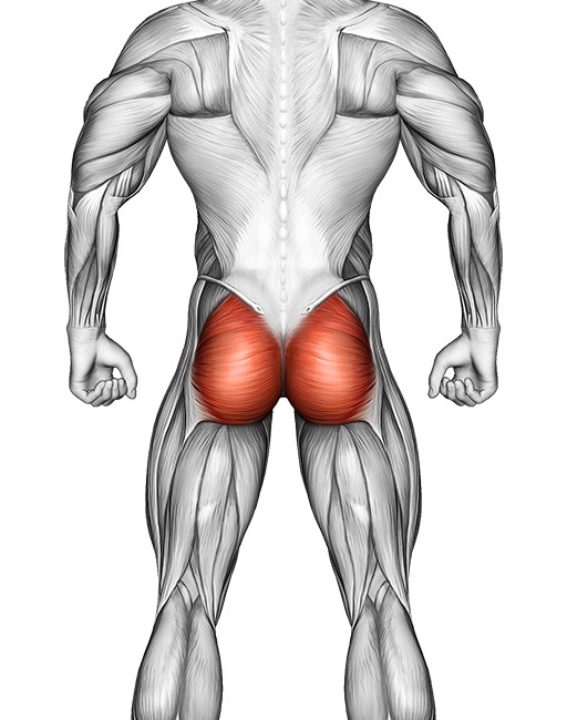 Musculus Gluteus Maximus 